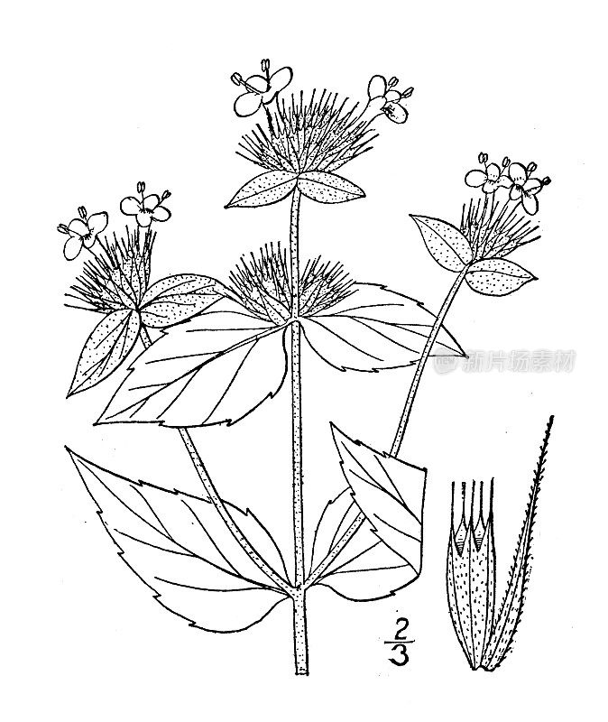 古植物学植物插图:柯ellia aristata，芒山薄荷